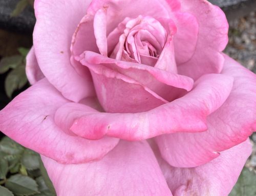 October is Rose Month at Keengro Garden Centre
